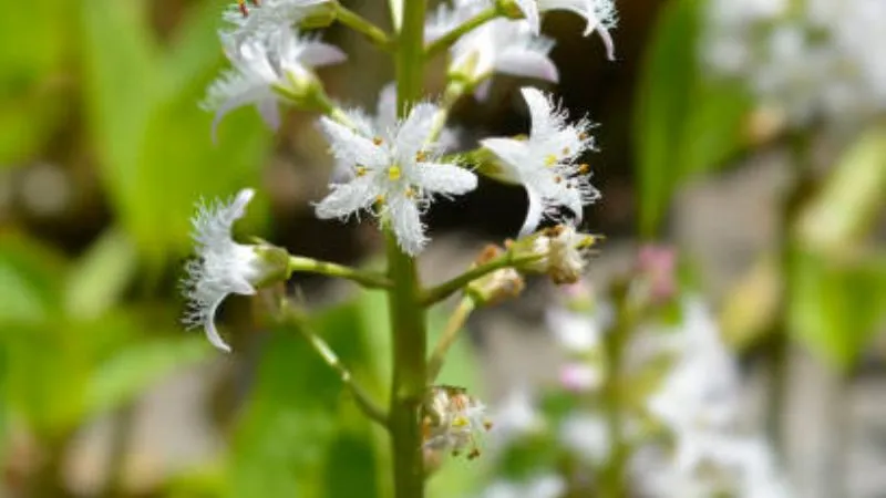 Mature Plant Buckbean flower covered with seasonal blooms.