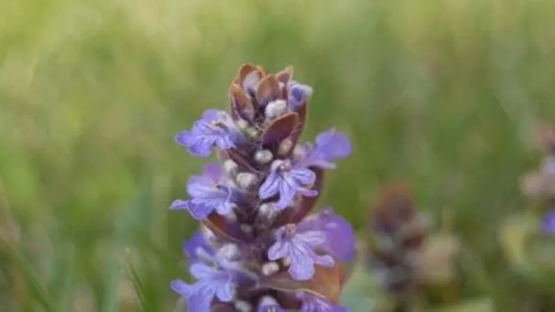 Mature Plant Bugleweed flower covered with abundant blossoms.