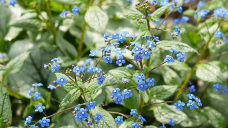 Beautiful Habitat Bugloss flower growing naturally.