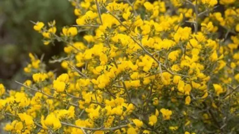 Mature Shrub Prickly Broom flower covered with colorful blooms.