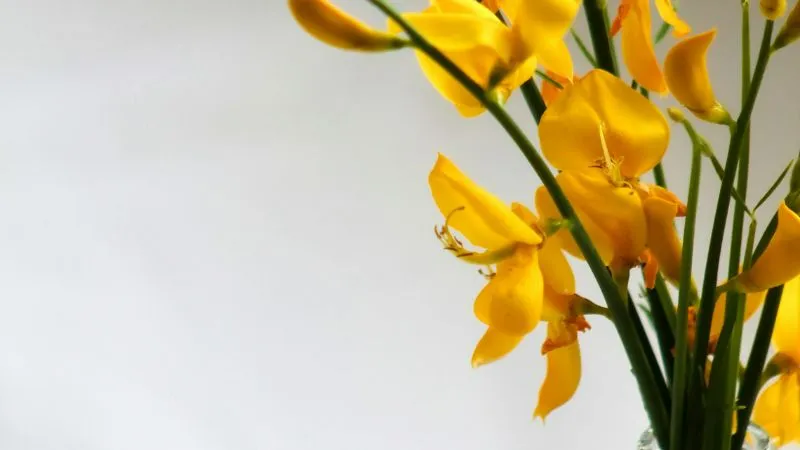 Mature Shrub Spanish Broom flower covered with blooms.