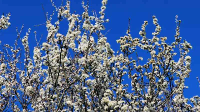 Mature Shrub Blackthorn flower covered with blossoms.