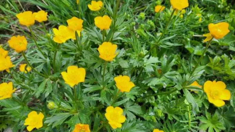 Slender Stems Buttercup flower growing with delicate blossoms.
