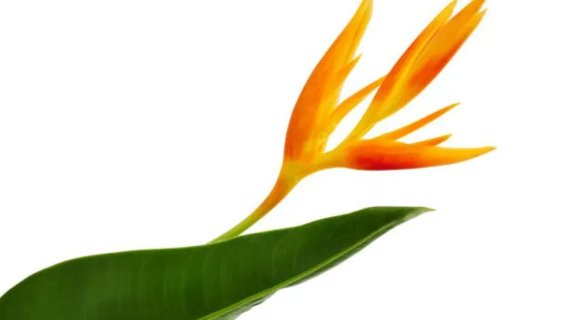 Tall stem Bird of Paradise flower growing ornamentally.