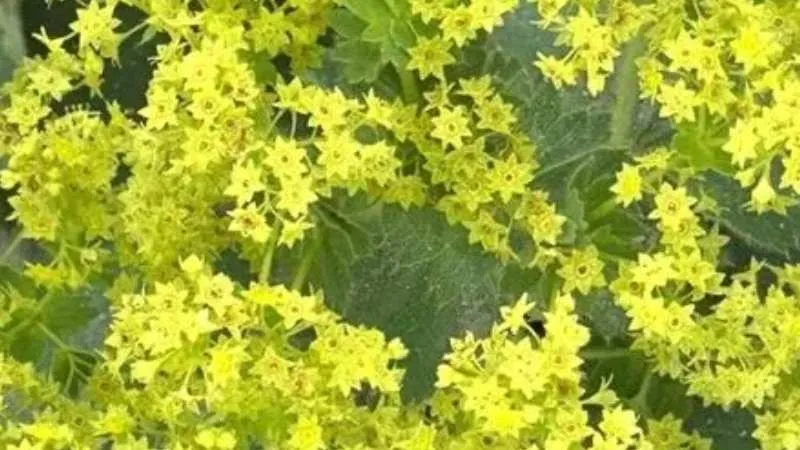 Mature Alchemilla mollis flowers in bloom