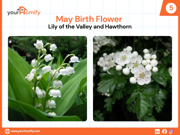 May Birth Flower