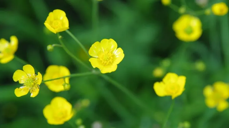 Meadow Landscape Buttercup flower growing among green grass.
