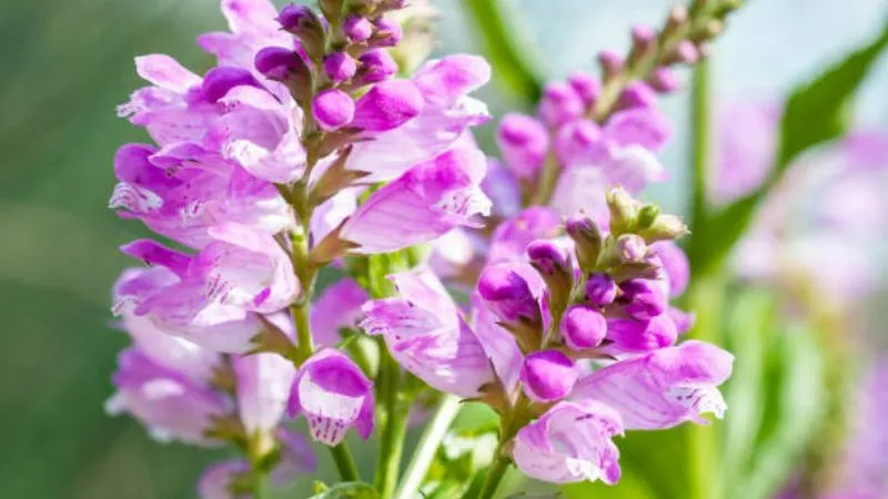 Meadow filled with pale purple obedient plant flowers spikes