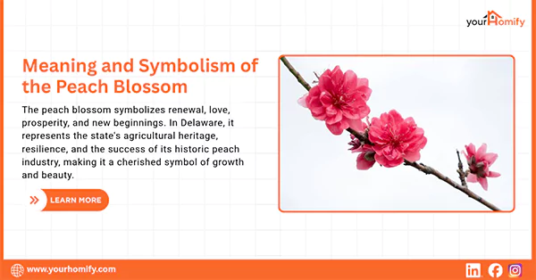 Meaning and symbolism of peach blossom