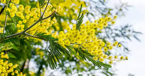 Mimosa