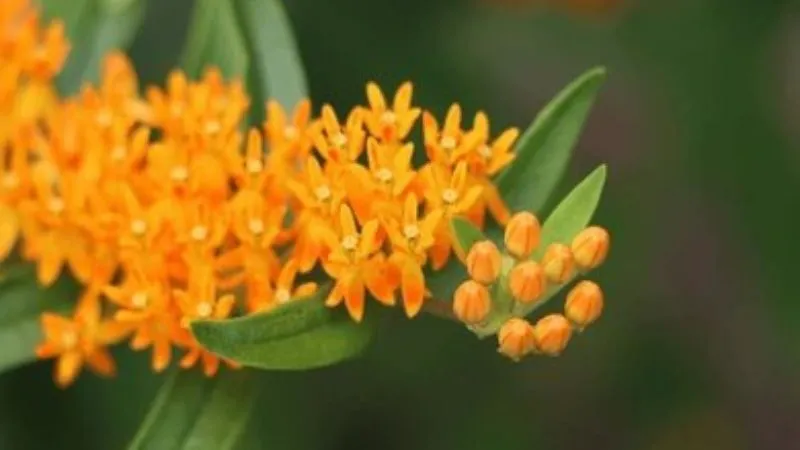 Green Leaves Butterfly Weed flower cluster with buds and foliage.