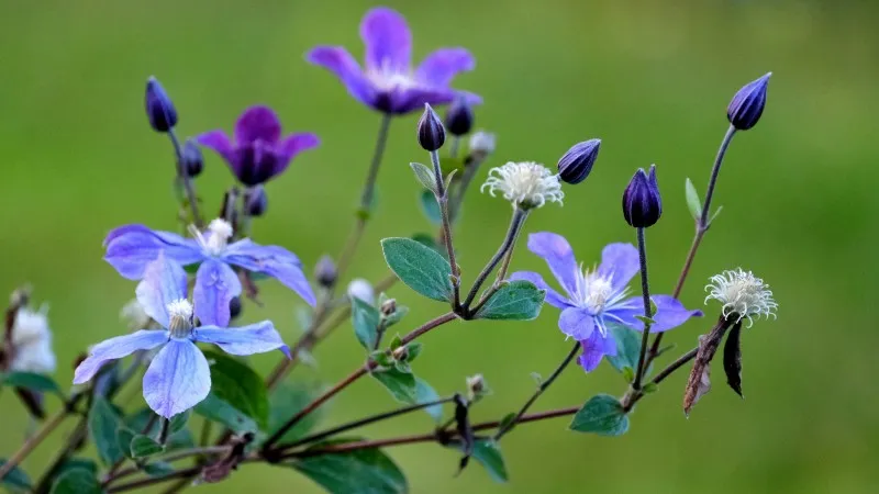 Slender stems of light blue and dark purple Clematis flower blooms with unopened buds.