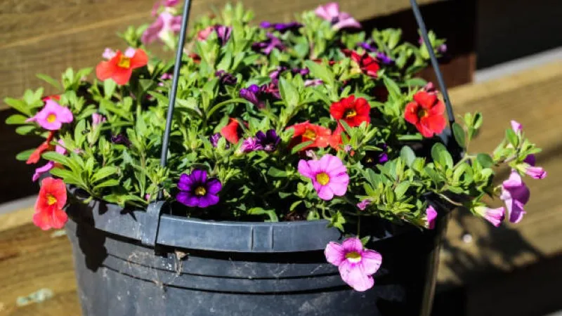 Mixed Color Calibrachoa flower growing in a hanging planter.
