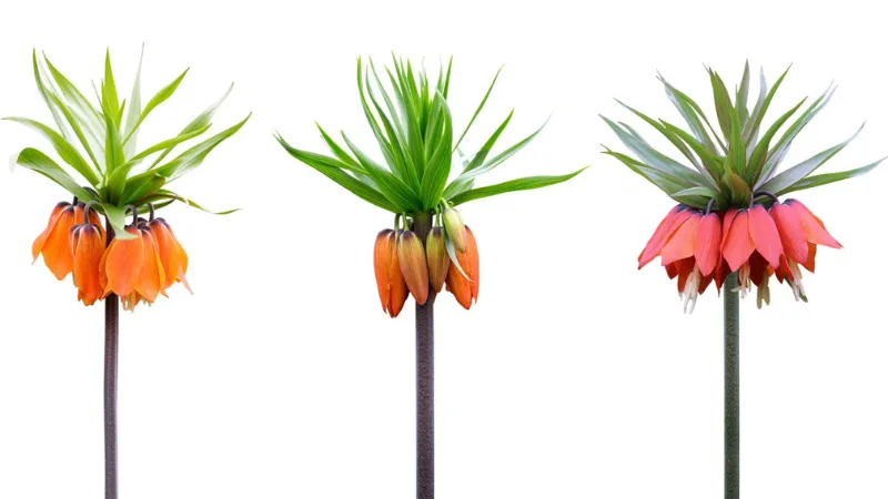 Orange and yellow Crown Imperial flower blooms growing together in a lush green garden.
