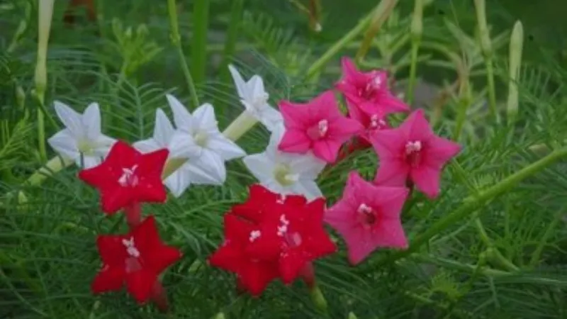 A colorful cluster of red, pink, and white Cypress Vine flowers blooming together on a green vine.