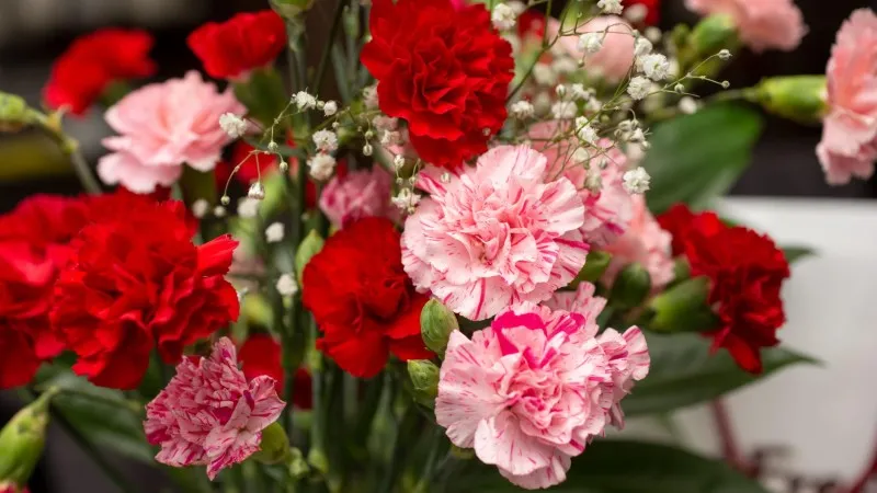 Bouquet of red and pink Carnation flower blooms arranged with baby's breath and greenery.