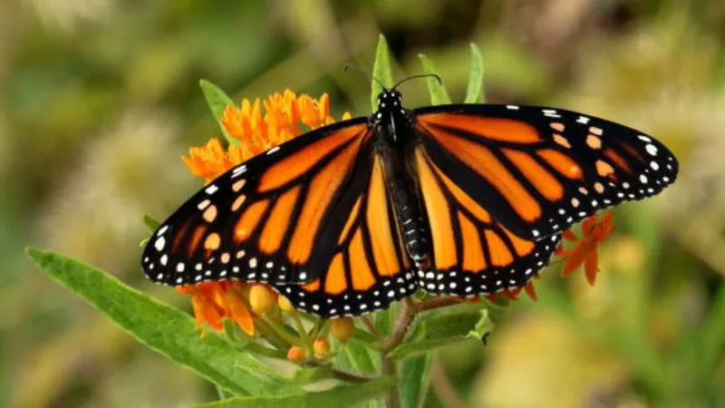 Open Wings Butterfly Weed flower with monarch butterfly interaction.