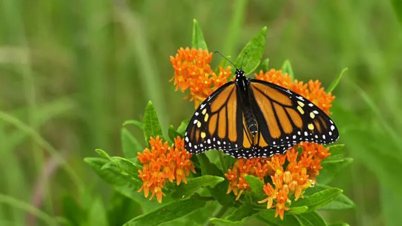Monarch Butterfly Butterfly Weed flower with open wings nearby.