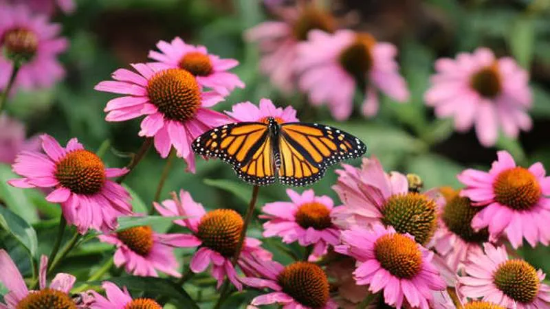 Monarch butterfly with open orange and black wings perched on a pink Echinacea flower in a garden.