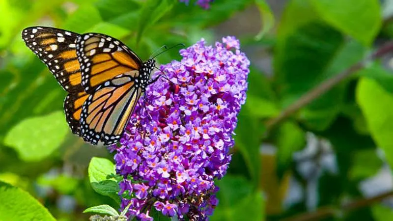 Monarch feeding Butterfly Bush flower spike with nectar.