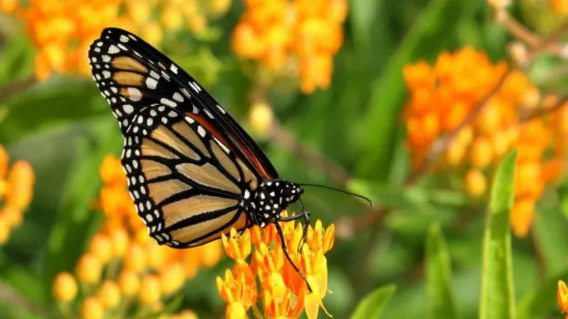 Monarch perched Butterfly Weed flower with orange blossoms.