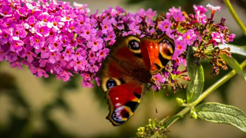 Peacock collecting Butterfly Bush flower nectar from blooms.