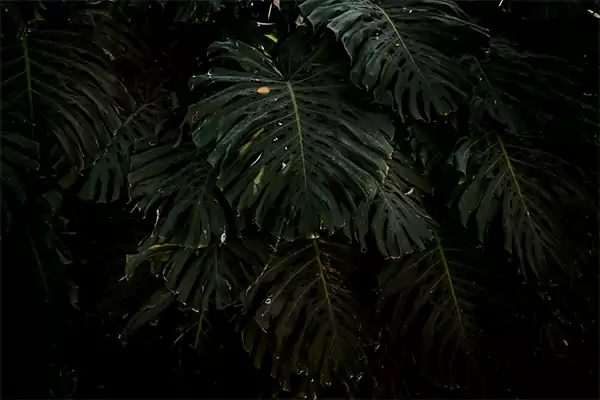 Monstera