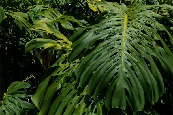 Monstera deliciosa