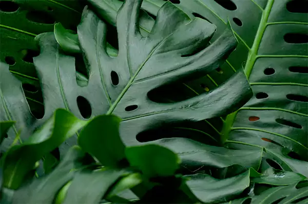 Monstera