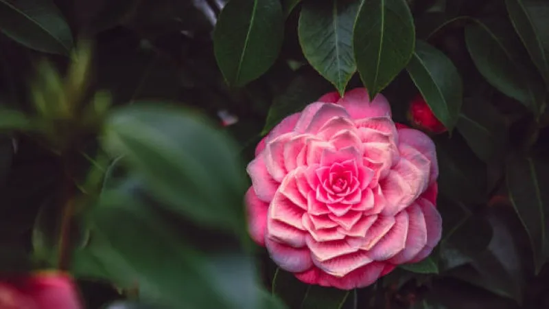 Pink camellia flower in soft moody lighting