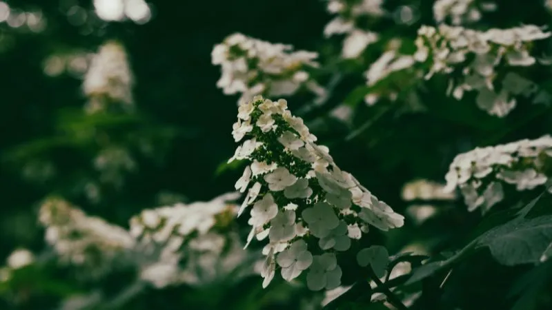 White oakleaf hydrangea flowers in soft moody lighting