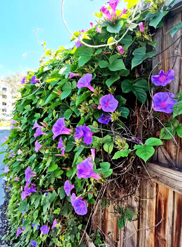 Morning Glory