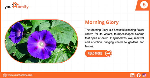 Morning Glory
