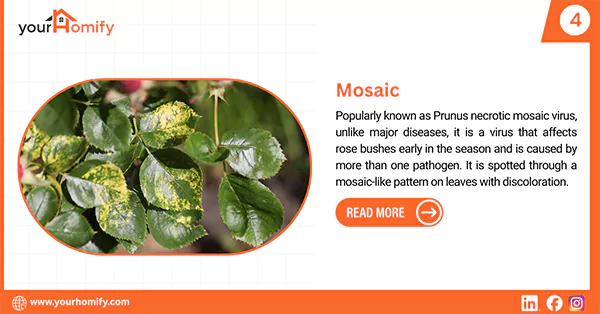 Mosaic disease
