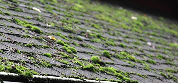 Moss and algae on roof