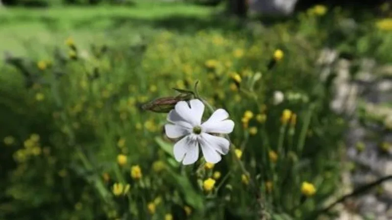 Moth resting on a white Catchfly flower in a sunny meadow.