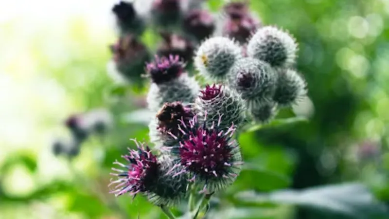 Multiple Clusters Burdock flower plant producing numerous blooms.