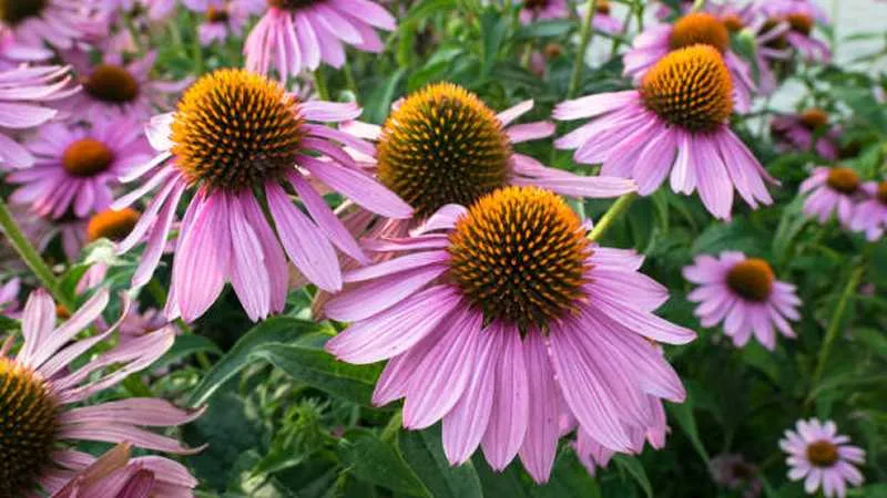 Cluster of pink Echinacea flowers with prominent golden-orange cone centers and green foliage.