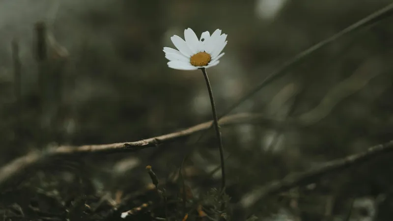 White Daisy flower with yellow center in muted tones against a blurred grassy backdrop.