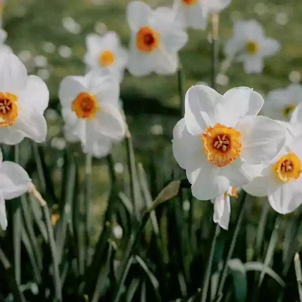 Narcissus