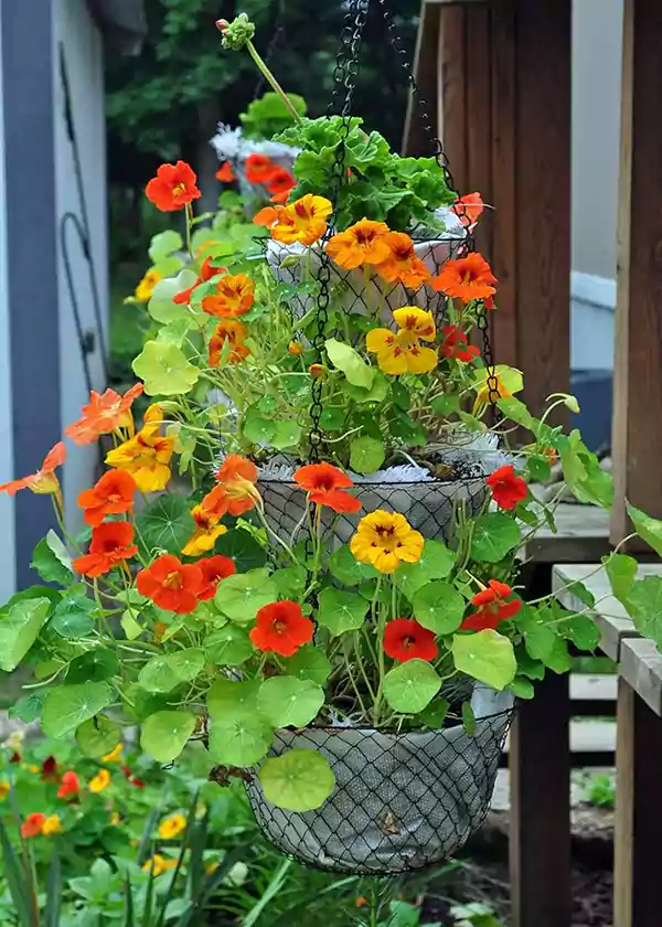 Nasturtium
