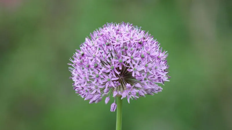 Natural garden Allium flower heads in a colorful outdoor setting.