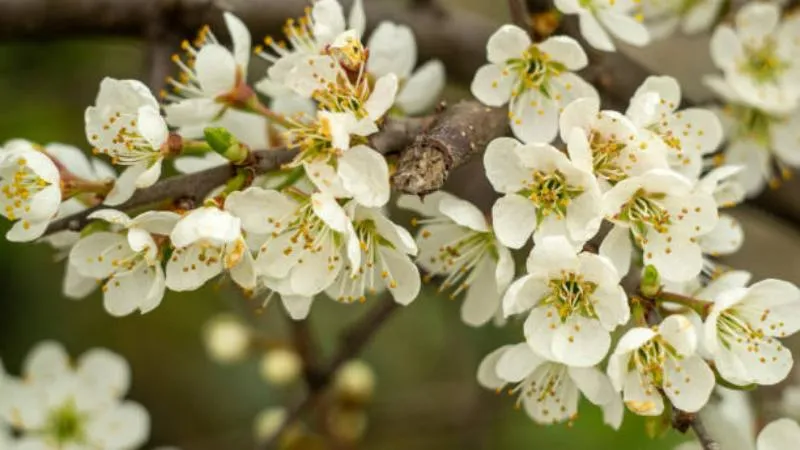 Outdoor Setting Blackthorn flower growing naturally.