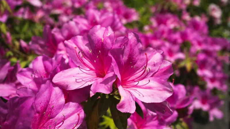 Beautiful blooming Azalea flower on shrub branches.