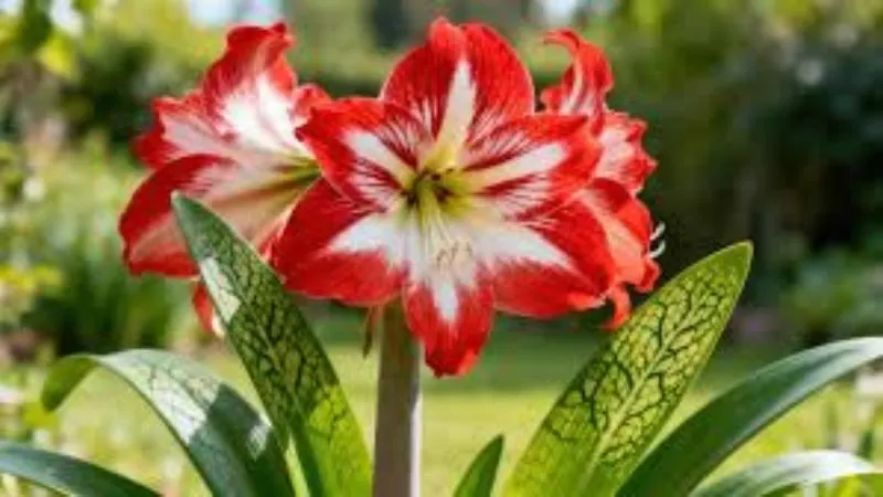 Natural garden Amaryllis blooms growing among green foliage.
