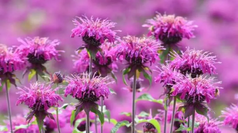 Natural garden Bee Balm flower blooming in an outdoor setting.