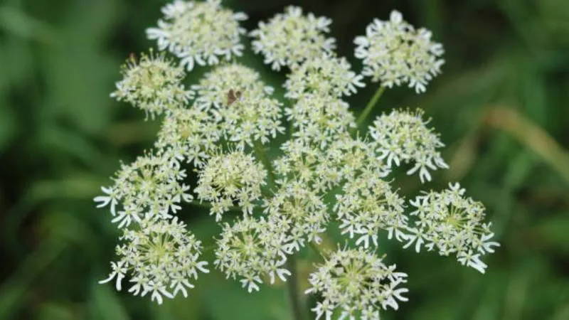 Natural garden Angelica flowers growing in an outdoor setting.