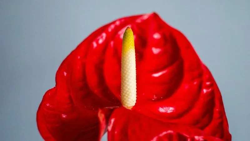 Healthy growing Anthurium flower on a vigorous plant.