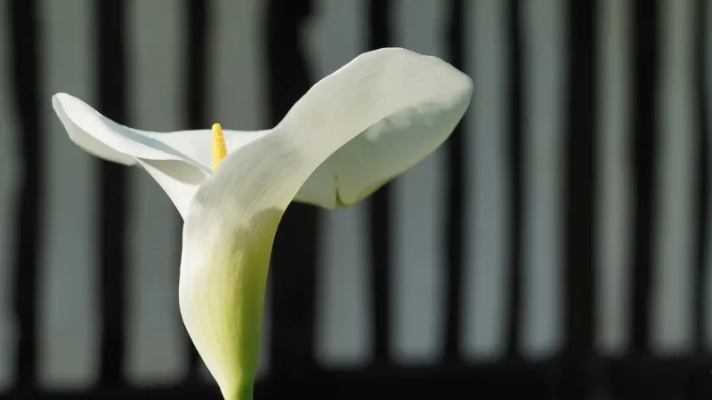 Natural growing Arum flower in its natural environment.