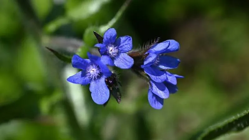 Outdoor Setting Bugloss flower growing naturally.